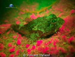 Kong spined Scorpion Fish fluorescing in November Atlanti... by Vincent Hyland 